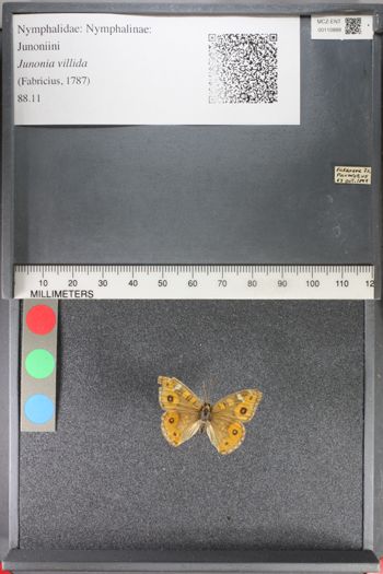 Media type: image;   Entomology 110889